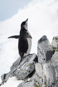 Chinstrap penguin perched on rock waving flippers