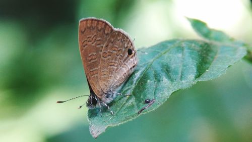 Close-up of butterfly on leaf