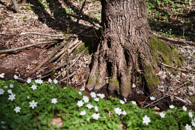 Close-up of fresh white flower trees in forest