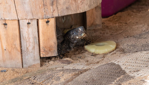 Close-up of shells on wood