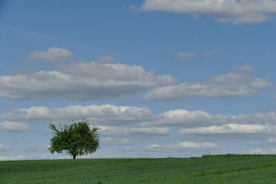 Tree on field against sky