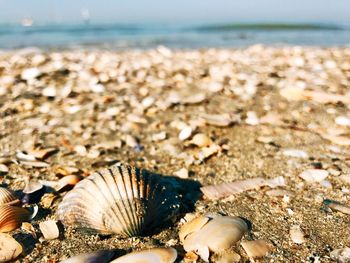 Close-up of seashell on beach