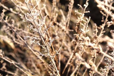 Close-up of dry plant on field during winter