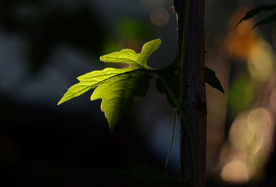 Close-up of fresh green leaves