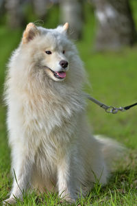 View of dog looking away on field