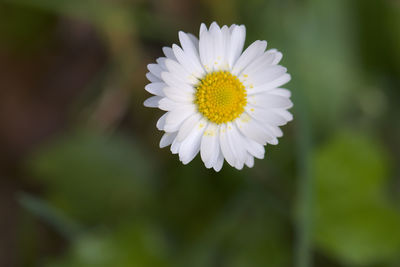 Close-up of white daisy flower