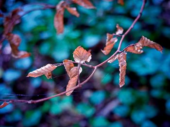 Close-up of autumnal leaves on branch