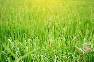 Crops growing on field