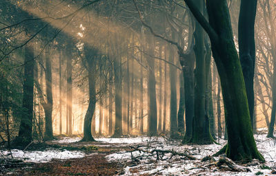 Sunlight streaming through trees in forest