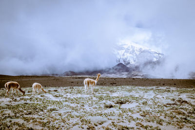 View of vicuna on snow covered land