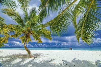 Palm trees on beach against sky