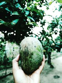 Cropped image of person holding apple against tree