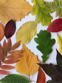 Close-up of maple leaves