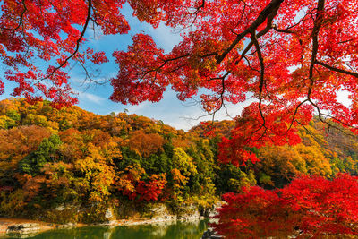 Low angle view of maple tree against sky