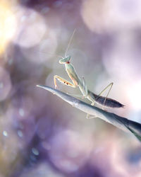 Close-up of baby mantis with colorful bokeh background
