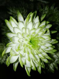 Close-up of white flower blooming against black background