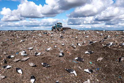Scavenging seagulls on a household waste landfill site
