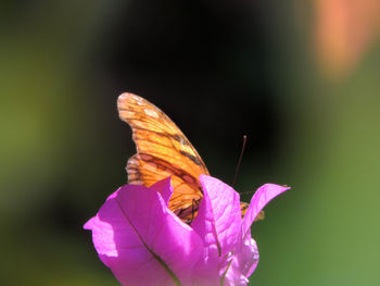 Close-up of butterfly on pink flower