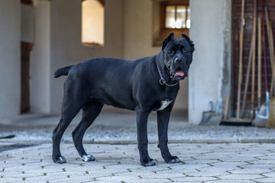 Portrait of dog