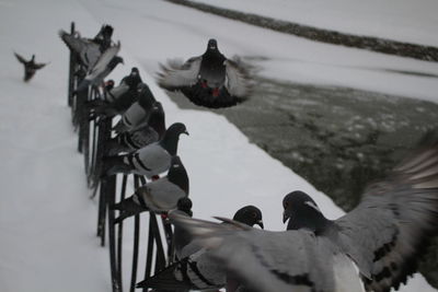 Pigeons on snow