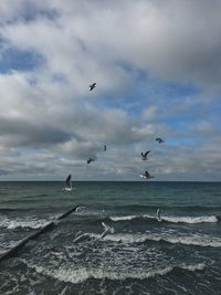 Seagulls flying over beach against sky