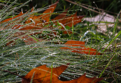 Close-up of grass