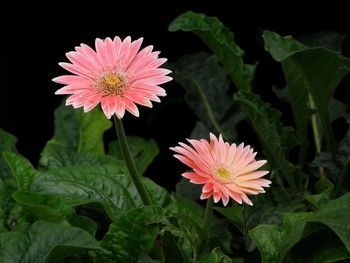 Close-up of pink flower