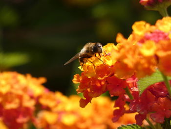 Close-up of bee pollinating on flower