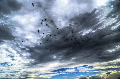 Low angle view of birds flying in sky