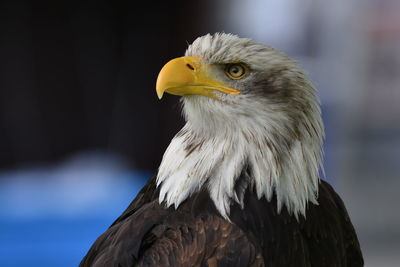 Close-up looking away of eagle against blurred background