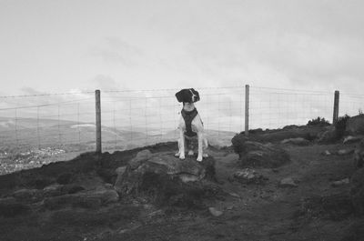 Dog sat up on hillside in the great outdoors