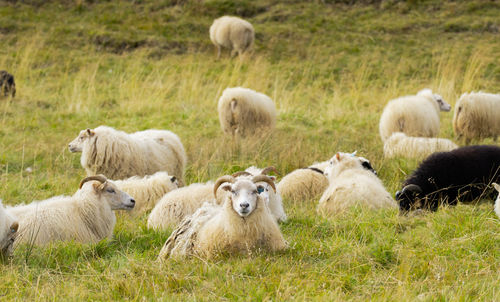 Sheep grazing in a field