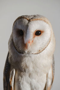 White owl close-up over the wall at home. closeup portrait of wild bird wisdom. education, clever