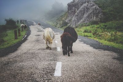 Animals walking on road by mountain