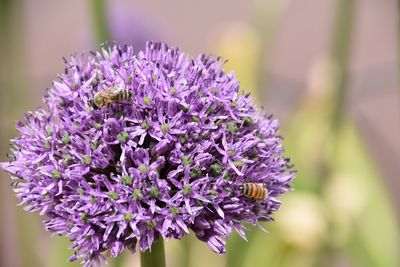 Close-up of purple flowers blooming