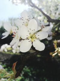 Close-up of white apple blossoms in spring