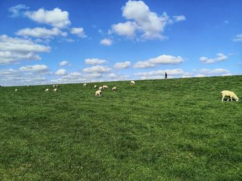 View of sheep grazing in field