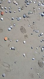 High angle view of crab on beach