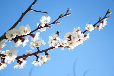 Low angle view of cherry blossoms against sky