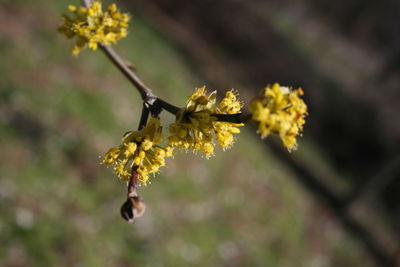 Close-up of insect on yellow flower