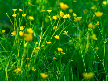 Close-up of yellow flowering plants on field