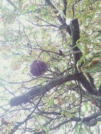 Low angle view of trees