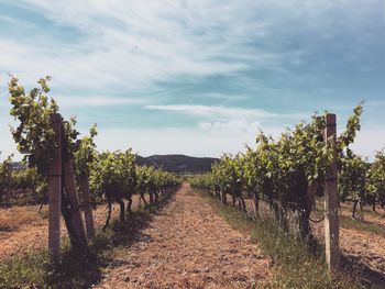 Footpath amidst trees against cloudy sky