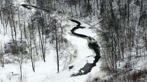 Snow covered trees in forest