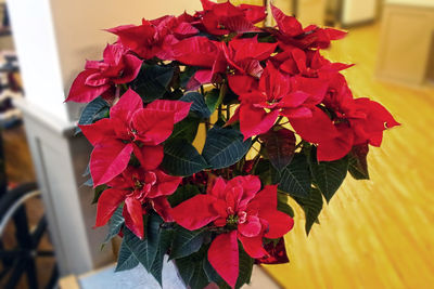 Close-up of red flowers blooming outdoors