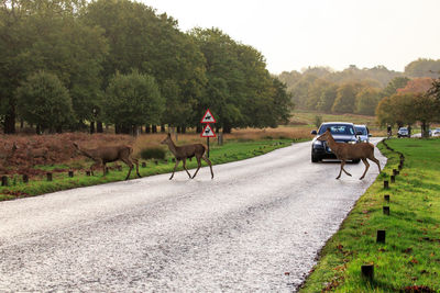 Horse riding motorcycle on road against trees