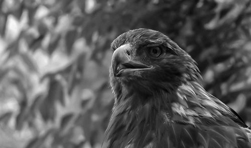 Close-up of kite bird