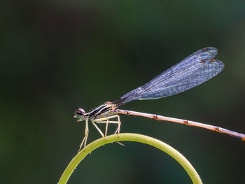 Close-up of dragonfly on plant