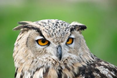 Close-up portrait of owl