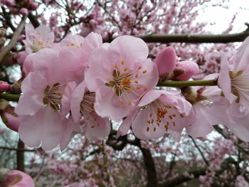 Close-up of cherry blossom